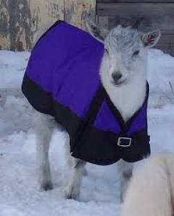 goats in coats